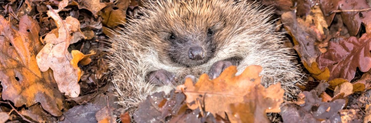 Hedgehog, (Scientific name: Erinaceus Europaeus) wild, native, European hedgehog hibernating in natural woodland habitat. Curled into a ball in fallen Autumn leaves. Close up. Horizontal.  Space for copy.